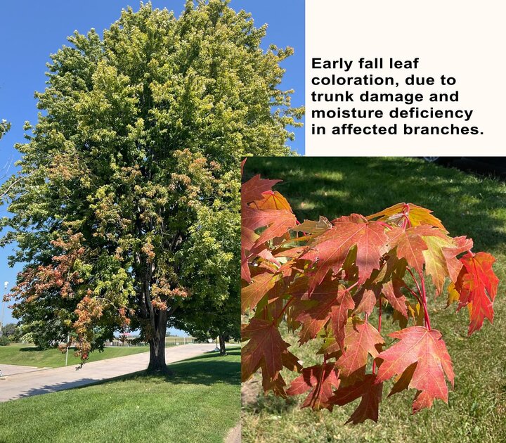 two images, one is a full photo of the tree, it is nearly all green but there are red leaves throughout the canopy. second one is a close up of the leaves that are turning red