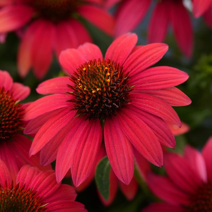 Echinacea 'Sombrero® Baha Burgundy'