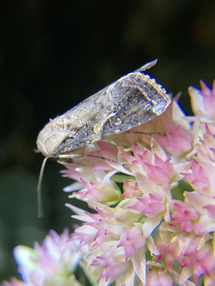 Image of adult male fall armyworm. 