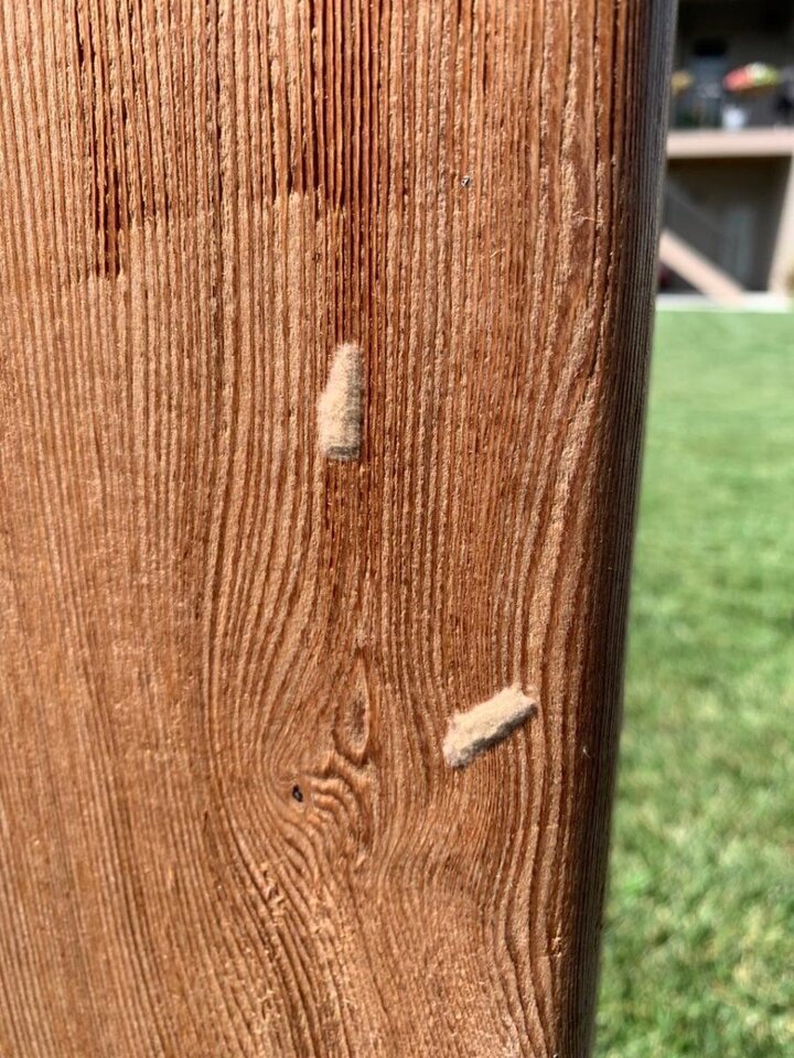 Image of fall armyworm egg masses.