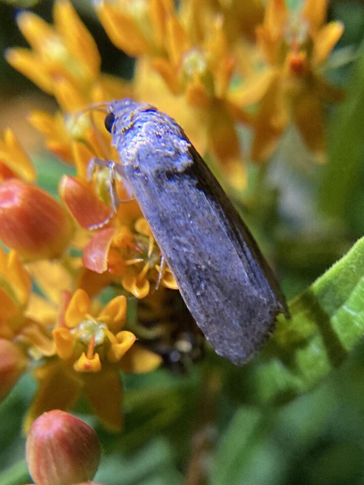 Image of adult female armyworm.