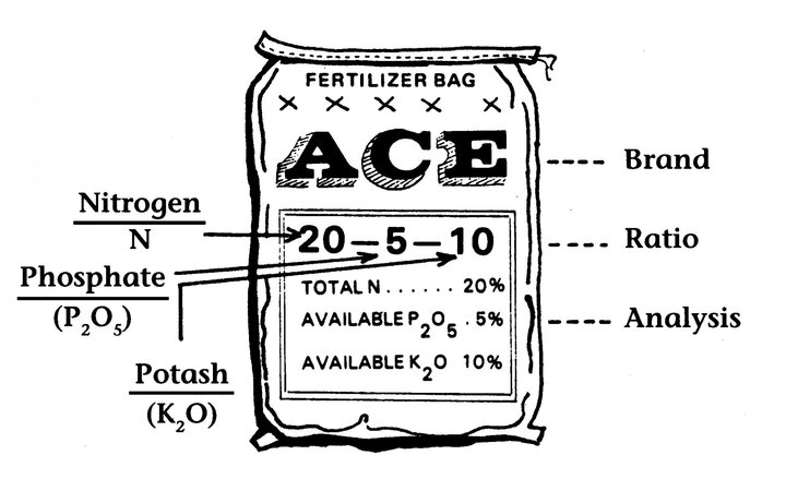 Apply a high phosphorus starter fertilizer to get the seedlings off to a good start.