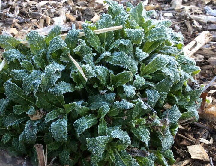 Frozen salvia foliage. 