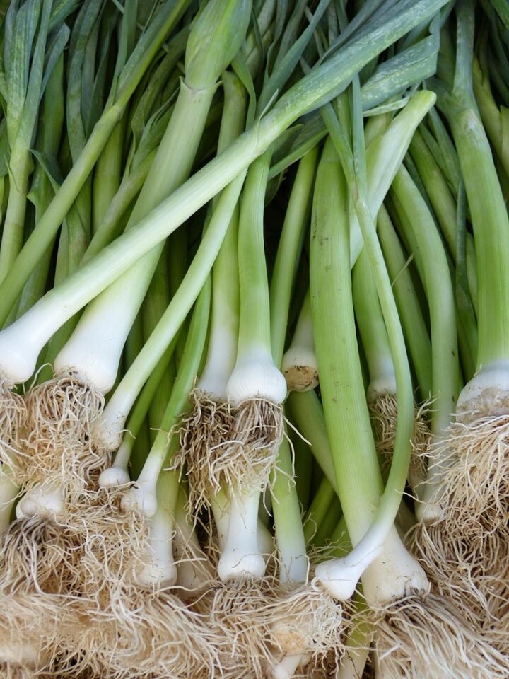 Picture of Leeks vegetable.