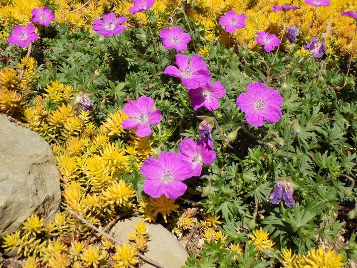 Image of bloody cranesbill flowers, Geranium sanguineum. 