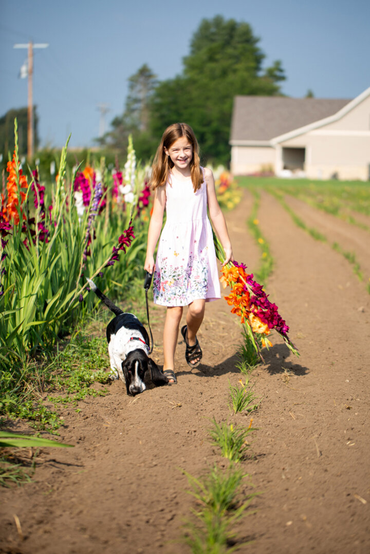 Image of gladiola field. 