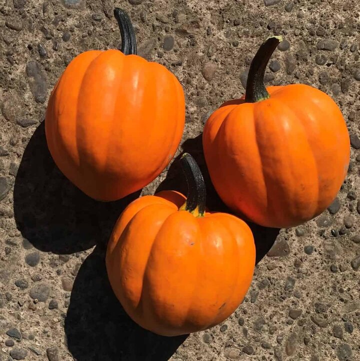 Image of Goldilocks squash. 