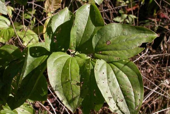 Greenbrier foliage persists on stems in winter. 