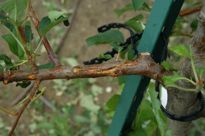 Damage vascular system of tree