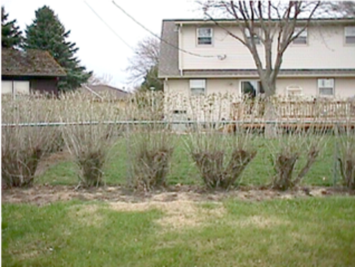 Example of heavy woody stems and regrowth left following repeated sheering of a hedge.