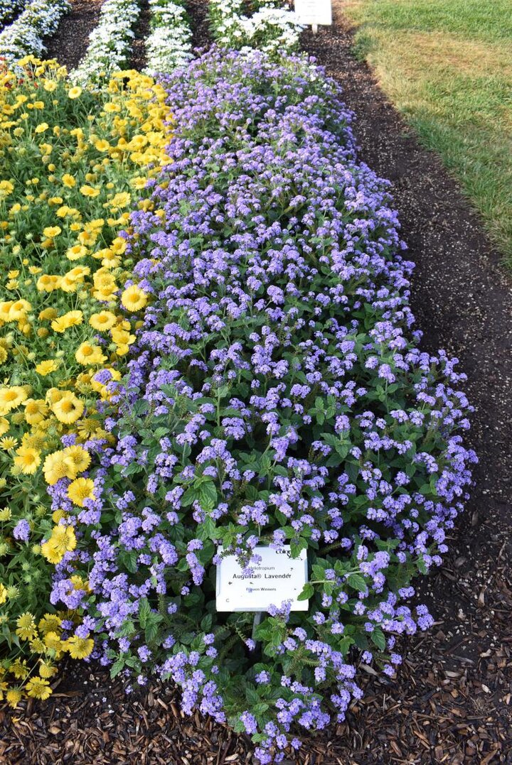 Image of 'August Lavender' heliotropium