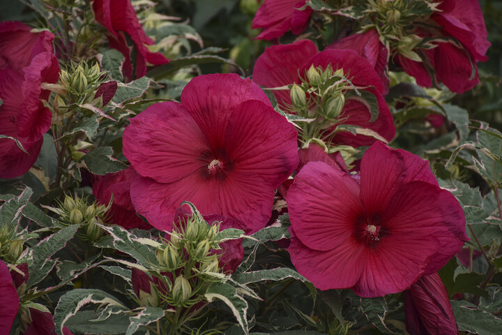 Hibiscus-Summer-Carnival-WaltersGardens.jpg