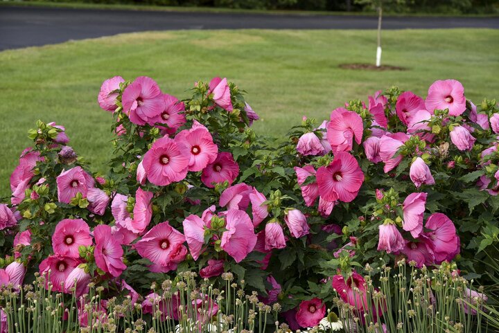 Hibiscus-AirbrushEffect-WaltersGardens.jpg