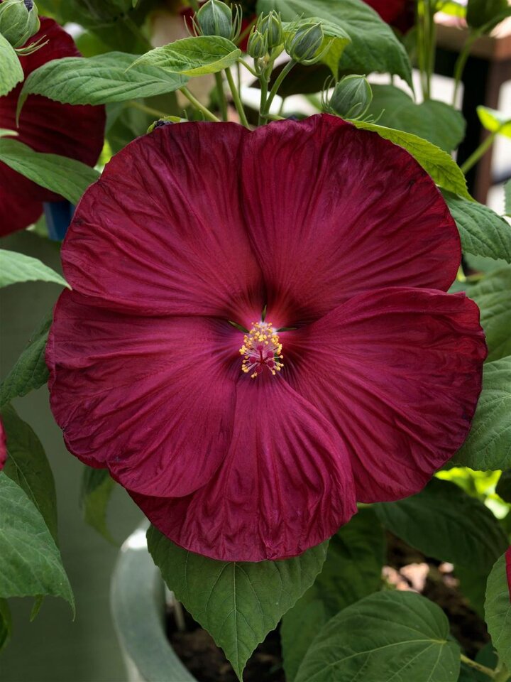 Hibiscus-Disco-BelleRosy-Red-A4