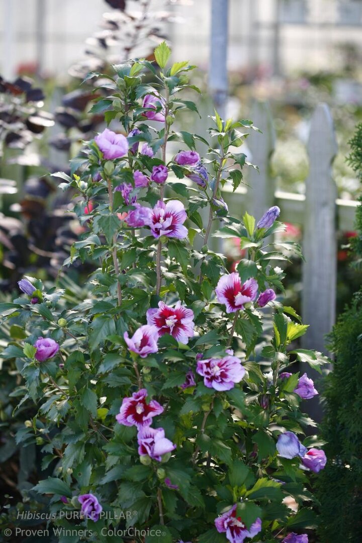 Hibiscus-Purple-Pillar-Color-Choice