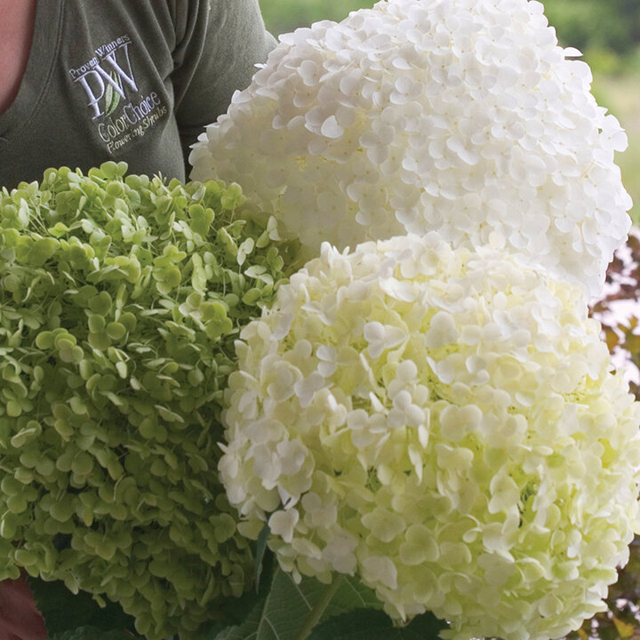 Image of 'Incrediball' smooth hydrangea