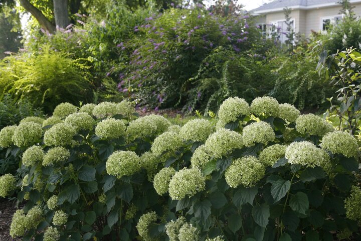 Image of 'Invincebelle Limetta' smooth hydrangea.