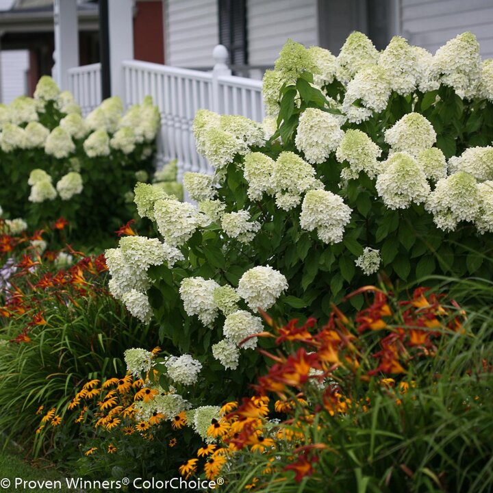 Image of 'Limelight' panicle hydrangea