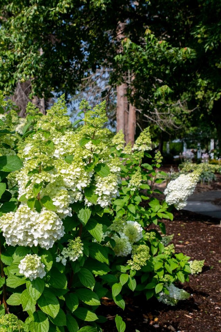 Image of 'Moonrock' panicle hydrangea.