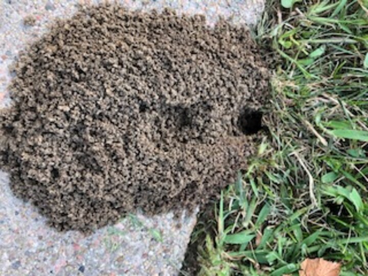 Image of a ground-nesting wasp burrow. 