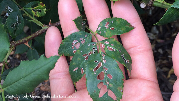 Image of Japanese beetle adult feeding damage. 