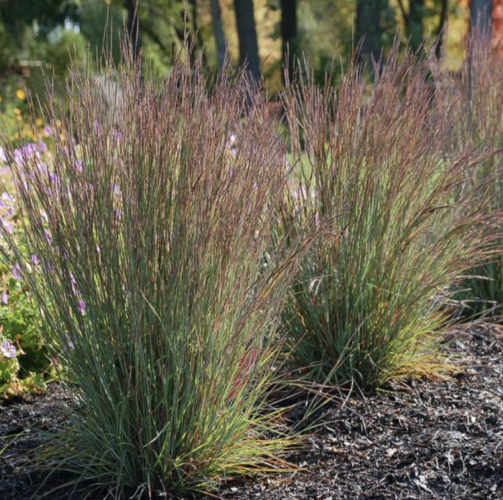 Picture of 'Jazz' Little Bluestem