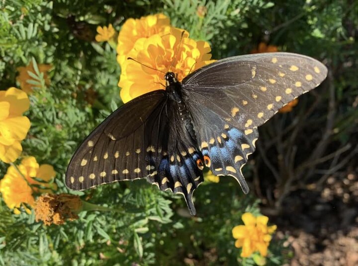 swallowtail on flower