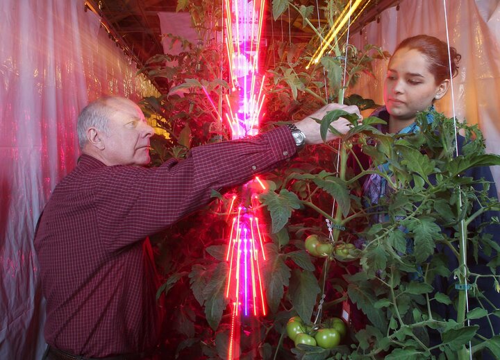 Picture of harvesting tomatoes grown around LED lights in greenhouse