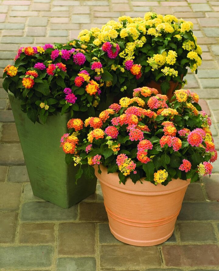 Lantana 'Bandana Peach'