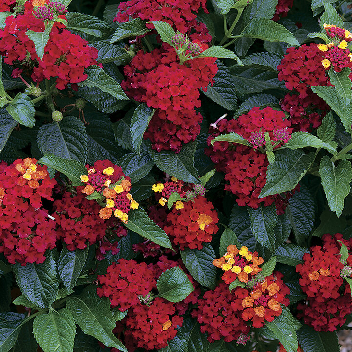 Lantana 'Bandito Red'