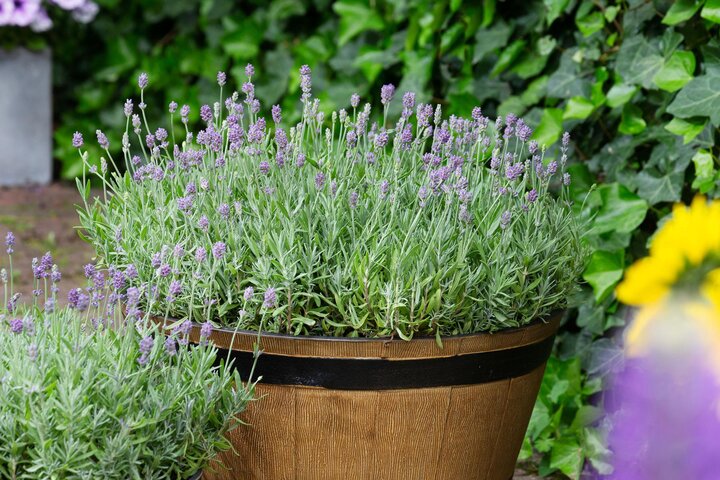 English Lavender