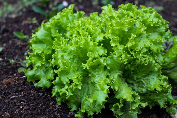Lettuce