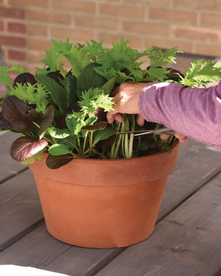 Image of salad greens. 
