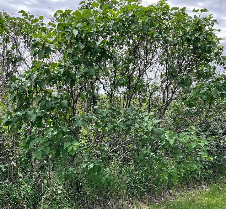 Neglected lilac in need of pruning.