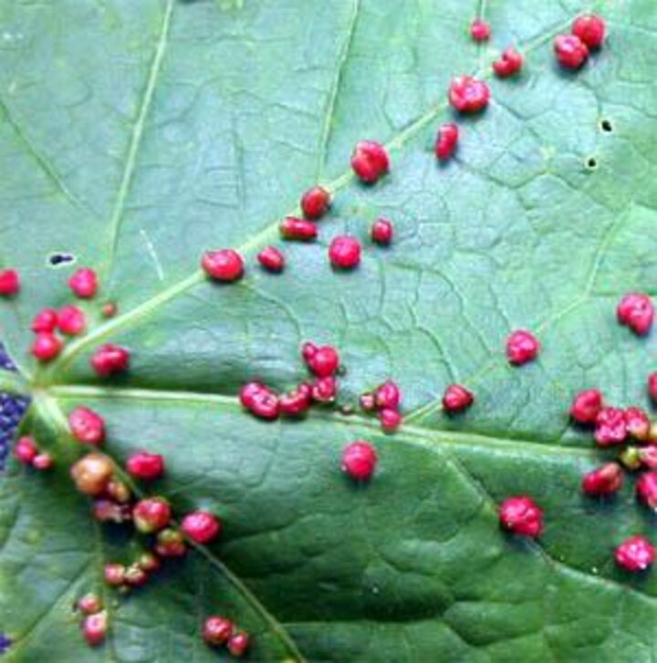 Maple bladder gall