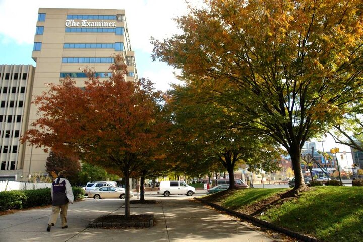 Maples in downtown area