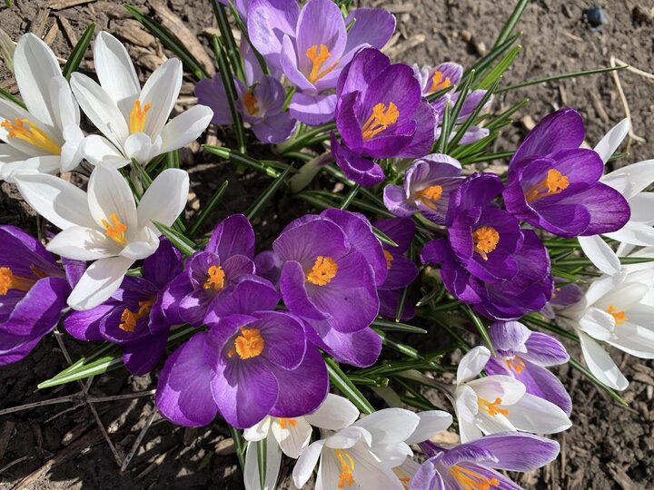 purple and white crocus