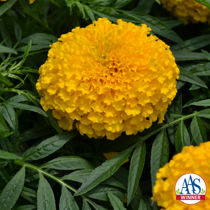 Image of marigold 'Big Duck Gold'.