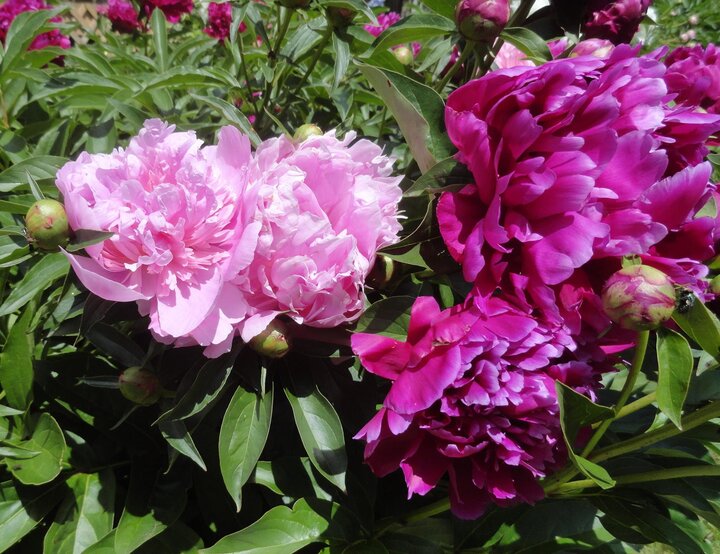 peonies