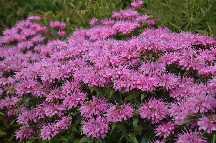 Image of 'Sugar Buzz Bubblelgum Blast' Mondarda. 