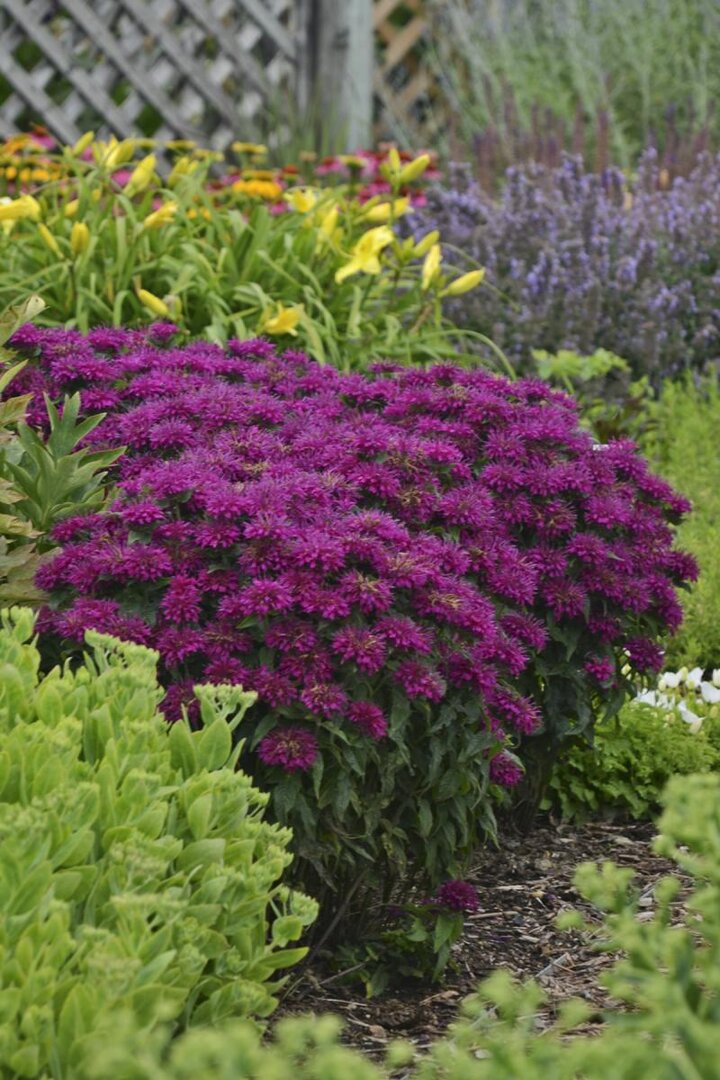 Image of 'Sugar Buzz Grape Gumball' Mondarda. 
