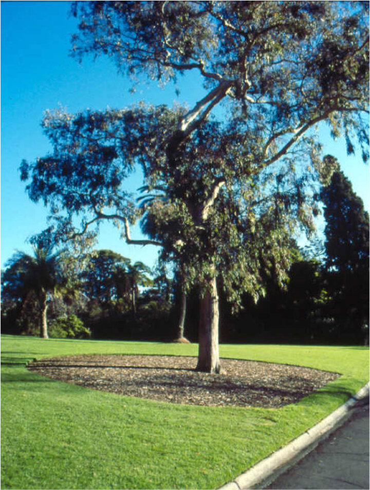  Picture of a good mulch bed beneath a tree.