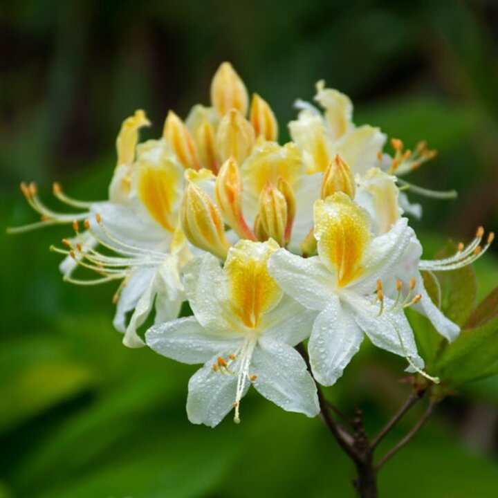 'Northern Hi-lights' azalea, image from White Flower Farm