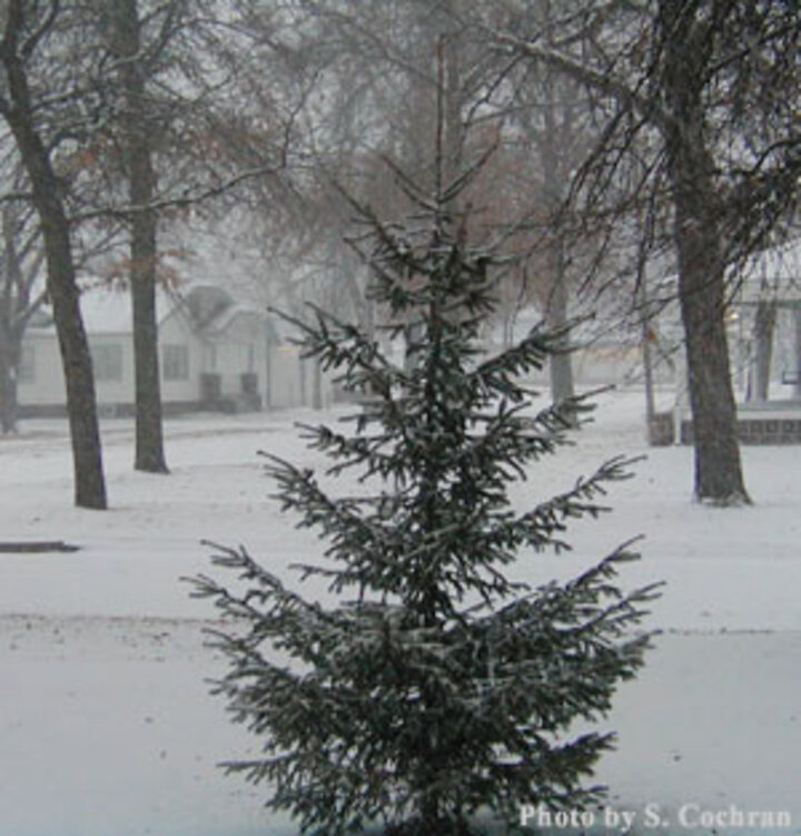 A Norway spruce on Snowy Day