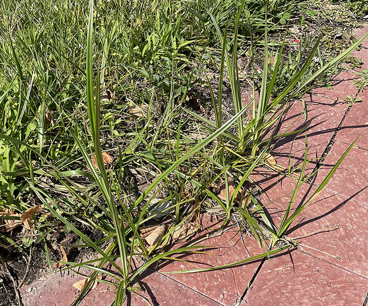 Picture of Nutsedge yellow weed plants