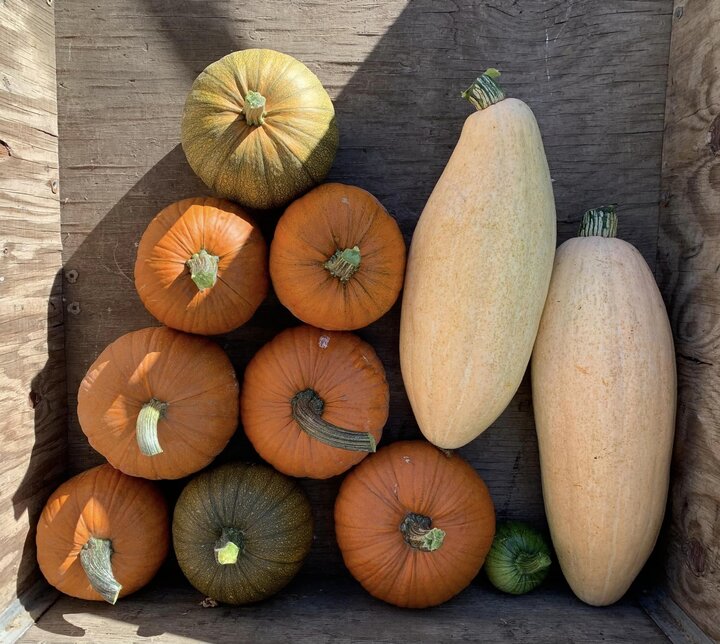 organized squash