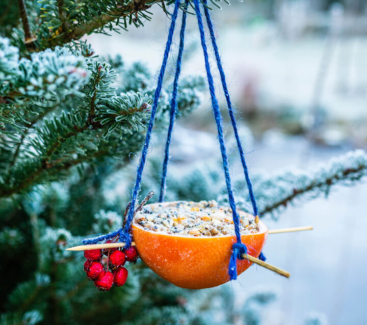 Outside, hung from a tree, is half of a hallowed out orange. The half orange is filled with bird seed and is hung by blue yarn that is tied around wood skewers that are pushed through the orange peel. 