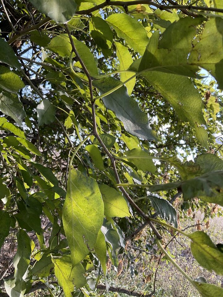 Osage-orange leaves, with a thorn at the base of each leaf.