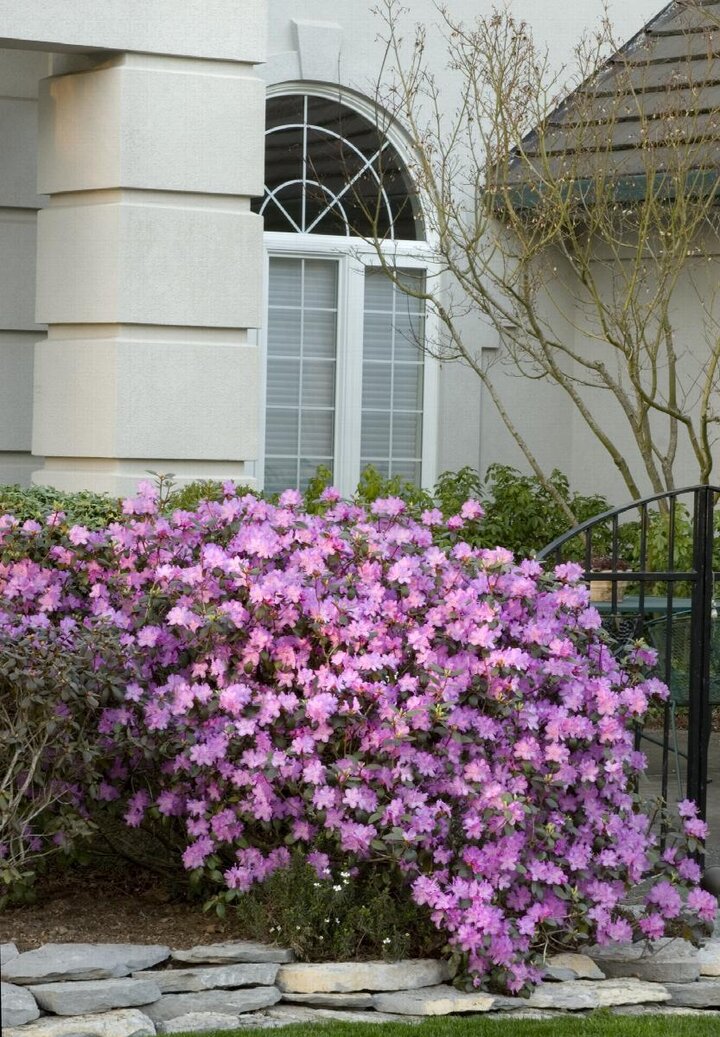 'PJM' rhododendron, image from Monrovia Nursery