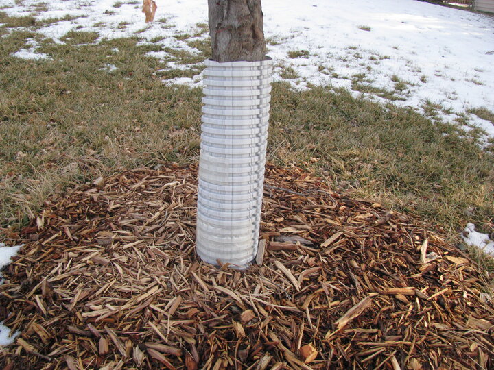Tree trunk wrapped with white plastic guard, surrounded by mulch, snow, and grass.